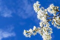 Beautiful white flowers close-up on a background of blue sky. A branch of a blossoming cherry plum tree. Background