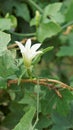 Beautiful white flowers of Coccinia grandis also known as ivy, little or scarlet gourd, rashmato etc