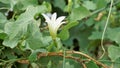 Beautiful white flowers of Coccinia grandis also known as ivy, little or scarlet gourd, rashmato etc