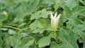 Beautiful white flowers of Coccinia grandis also known as ivy, little or scarlet gourd, rashmato etc