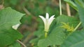 Beautiful white flowers of Coccinia grandis also known as ivy, little or scarlet gourd, rashmato etc
