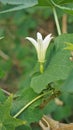 Beautiful white flowers of Coccinia grandis also known as ivy, little or scarlet gourd, rashmato etc