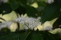 Flowers of Cornus controversa Royalty Free Stock Photo