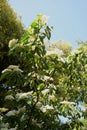 Flowers of Cornus controversa Royalty Free Stock Photo