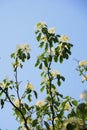 Flowers of Cornus controversa Royalty Free Stock Photo