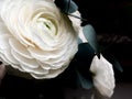 Beautiful white flowers on dark background close up.White ranunculus flowers