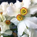 Beautiful white flowers