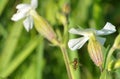 Beautiful white flowers with flying insect.