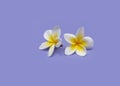 Beautiful white flowers frangipani plumeria alba on violet background Royalty Free Stock Photo