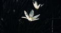 Beautiful white flowers in a garden around a park