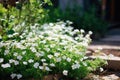 Beautiful white flowers in the garden. Small white flowers in the garden, select focus image of small white flower bed in the