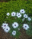 Beautiful white flowers with green background