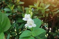 Beautiful white flowers Green leaf background Copy space Selectable focus