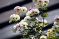 Beautiful white flowers and green leaf in garden. Selective focus, Selective Focus On Subject, Background Blur