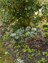Beautiful white flowers growing in a garden or grass land in a forest on a Spring day. Pure common Snowdrops blossoming Royalty Free Stock Photo
