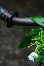 White flowers hanging on old handlebars