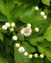 White hawthorn flowers on tree branch, Lithuania Royalty Free Stock Photo