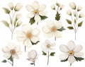 Beautiful White Flowers - Add Sparkling Elegance to Your Home Decor