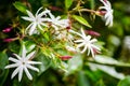 Beautiful white flowers of jasminum nitidum in a botanical garden.