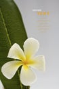 Beautiful white flowers with leaf (Leelawadee) Royalty Free Stock Photo
