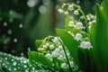 Beautiful white flowers lilly of the valley in rainy garden. Convallaria majalis woodland flowering plant Royalty Free Stock Photo