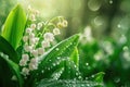 Beautiful white flowers lilly of the valley in rainy garden. Convallaria majalis woodland flowering plant Royalty Free Stock Photo