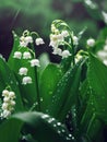 Beautiful white flowers lilly of the valley in rainy garden. Convallaria majalis woodland flowering plant Royalty Free Stock Photo