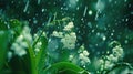 Beautiful white flowers lilly of the valley in rainy garden. Convallaria majalis woodland flowering plant Royalty Free Stock Photo