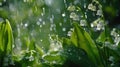 Beautiful white flowers lilly of the valley in rainy garden. Convallaria majalis woodland flowering plant Royalty Free Stock Photo