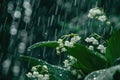 Beautiful white flowers lilly of the valley in rainy garden. Convallaria majalis woodland flowering plant Royalty Free Stock Photo