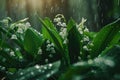 Beautiful white flowers lilly of the valley in rainy garden. Convallaria majalis woodland flowering plant Royalty Free Stock Photo