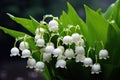 Beautiful white flowers lilly of the valley in rainy garden. Convallaria majalis woodland flowering plant Royalty Free Stock Photo
