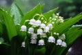 Beautiful white flowers lilly of the valley in rainy garden. Convallaria majalis woodland flowering plant Royalty Free Stock Photo