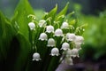 Beautiful white flowers lilly of the valley in rainy garden. Convallaria majalis woodland flowering plant Royalty Free Stock Photo