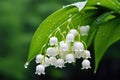 Beautiful white flowers lilly of the valley in rainy garden. Convallaria majalis woodland flowering plant Royalty Free Stock Photo