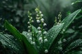 Beautiful white flowers lilly of the valley in rainy garden. Convallaria majalis woodland flowering plant Royalty Free Stock Photo