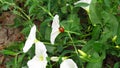 Beautiful White Flowers with Little Ladybug Walking.