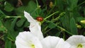 Beautiful White Flowers with Little Ladybug Walking.