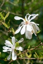 Beautiful white flowers of Magnolia stellata, the star magnolia. Spring bloom