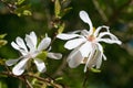 Beautiful white flowers of Magnolia stellata, the star magnolia. Spring bloom