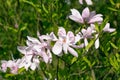 Beautiful white flowers of Magnolia stellata, the star magnolia