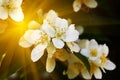 Beautiful white flowers mock orange close up. Philadelphus