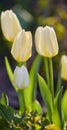 Beautiful, white flowers in nature with green grass and plant life outside. Closeup of tulips in a natural garden on a Royalty Free Stock Photo