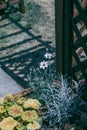 Beautiful white flowers near the fence gate