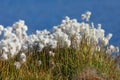 Beautiful white flowers od cottongrass