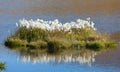 Beautiful white flowers od cottongrass Royalty Free Stock Photo