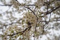 Beautiful white flowers photography