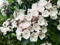 Kalmia latifolia blossoming shrub with white flowers with pink dots