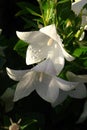 Beautiful white flowers of Platycodon grandiflorus Balloon Flower, Chinese bellflower in full bloom, closeup
