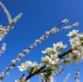 Beautiful white flowers of plum in spring against blue sky Royalty Free Stock Photo